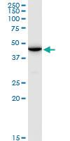 Anti-ENO1P1 Mouse Polyclonal Antibody