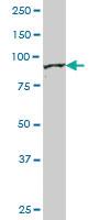 Anti-PDCD6IP Mouse Polyclonal Antibody