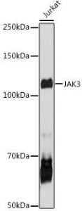 Western blot analysis of extracts of Jurkat cells, using Anti-JAK3 Antibody (A8460) at 1:1000 dilution