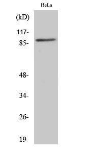 Western blot analysis of HeLa cells using Anti-Cullin 1 Antibody