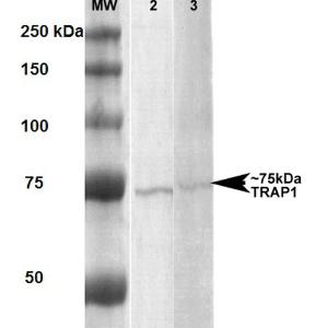 Western blot analysis of Human, rat human A431 and rat brain membrane cell lysates showing detection of ~75 kDa Trap1 protein using Anti-TRAP1 Antibody [3H4-2H6] (A305019) at 1:1,000 for 1 hour at room temperature