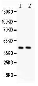 Anti-TMEM173 Rabbit Polyclonal Antibody