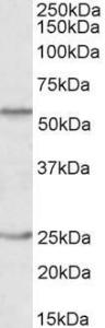 Antibody A84811-100 100 µg