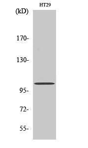 Western blot analysis of HT29 cells using Anti-GPRIN1 Antibody