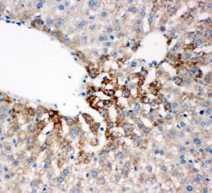 Anti-Flavin containing monooxygenase 4 Rabbit Polyclonal Antibody