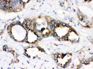 Anti-TMEM173 Rabbit Polyclonal Antibody