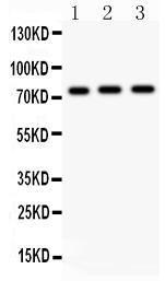 Anti-c-Myb Polyclonal Antibody