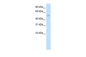 Anti-KLF10 Rabbit Polyclonal Antibody