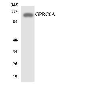 Anti-GPRC6A antibody