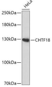 Western blot analysis of extracts of HeLa cells, using Anti-CTF18 Antibody (A306138) at 1:1,000 dilution