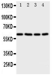 Anti-RIP2 Rabbit Polyclonal Antibody