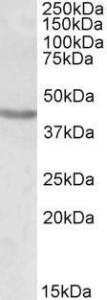 Anti-POU3F2 Goat Polyclonal Antibody