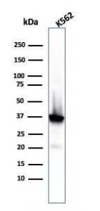 Western blot analysis of K562 cell lysate using Anti-Nucleophosmin Antibody [rNPM1/1901]