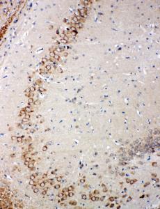 Anti-Glutaredoxin 2 Rabbit Polyclonal Antibody