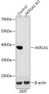 Western blot analysis of extracts from normal (control) and AKR1A1 knockout (KO) 293T cells, using Anti-AKR1A1 Antibody (A92908) at 1:1000 dilution. The secondary Antibody was Goat Anti-Rabbit IgG H&L Antibody (HRP) at 1:10000 dilution.