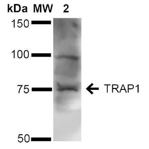 Anti-TRAP1 antibody