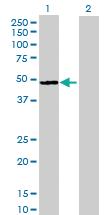 Anti-ENO2 Mouse Polyclonal Antibody