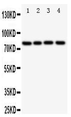 Anti-Transcription factor Sp4 Rabbit Polyclonal Antibody