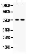 Anti-TRAF2 Rabbit Polyclonal Antibody