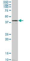 Anti-ENO2 Mouse Polyclonal Antibody