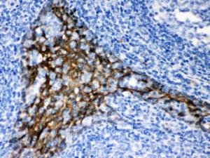 Anti-TRAF2 Rabbit Polyclonal Antibody