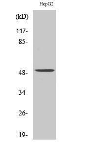 Western blot analysis of various cells using Anti-PAH Antibody