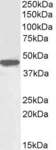 Anti-POU5F1 antibody