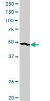 Anti-ENO2 Rabbit Polyclonal Antibody