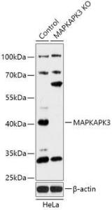 Antibody A92912-100 100 µl