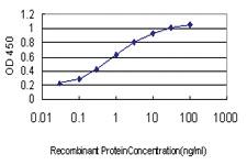 Anti-USP43 Mouse Monoclonal Antibody [clone: 1A5]