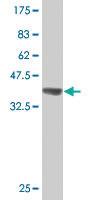 Anti-MUC7 Mouse Polyclonal Antibody