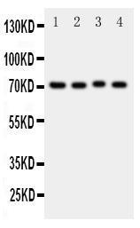 Anti-BCRP/ABCG2 Rabbit Polyclonal Antibody