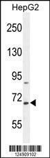 Anti-BUD13 Rabbit Polyclonal Antibody (HRP (Horseradish Peroxidase))