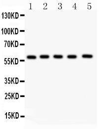 Anti-NR5A2/LRH1 Polyclonal Antibody