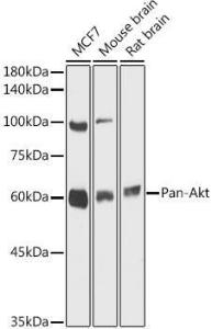 Western blot analysis of extracts of various cell lines, using Anti-AKT1 + AKT2 + AKT3 Antibody (A306139) at 1:1,000 dilution