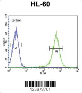 Anti-BACH1 Rabbit Polyclonal Antibody