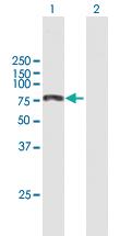 Anti-KIAA0430 Mouse Polyclonal Antibody