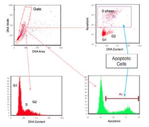 APO-BRDU™ kit, TUNEL Assay