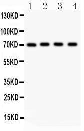 Anti-Neuregulin-1 Polyclonal Antibody