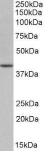 Anti-POU5F1 antibody