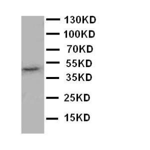 Anti-JNK1 Rabbit Polyclonal Antibody