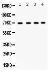 Anti-Ku70 Rabbit Polyclonal Antibody