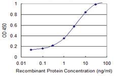 Anti-ENO2 Mouse Monoclonal Antibody [clone: 3B5]