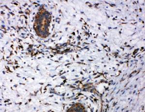 Anti-CD163 Rabbit Polyclonal Antibody