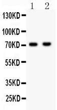 Anti-NUMB Polyclonal Antibody