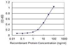 Anti-ZBP1 Mouse Monoclonal Antibody [clone: 2C10]