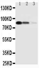 Anti-CD163 Rabbit Polyclonal Antibody