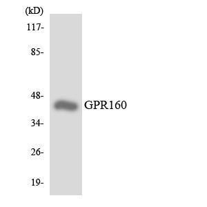 Antibody anti-GPR160 A100543-100 100 µg