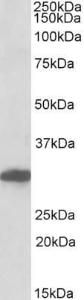 Antibody anti-POU6F1 100 µg