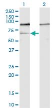 Anti-GNL3 Mouse Monoclonal Antibody [clone: 1A1]